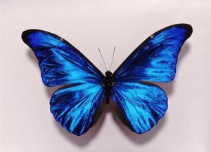 A shinny blue butterfly